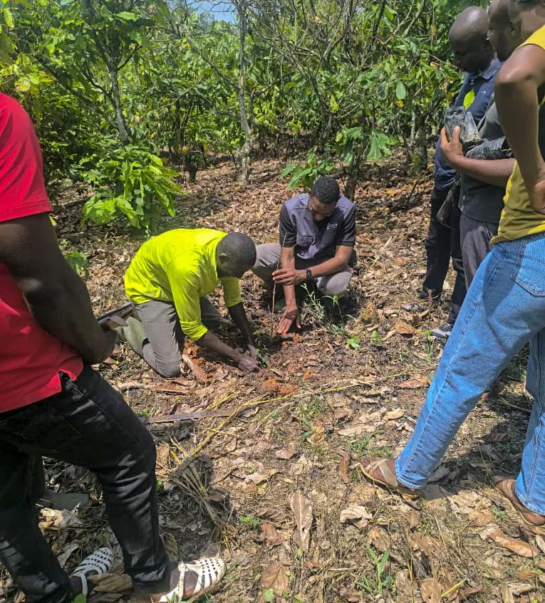 Field team planting trees