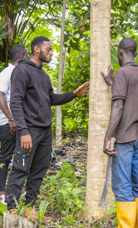 Technicians measuring a tree trunk on a plot