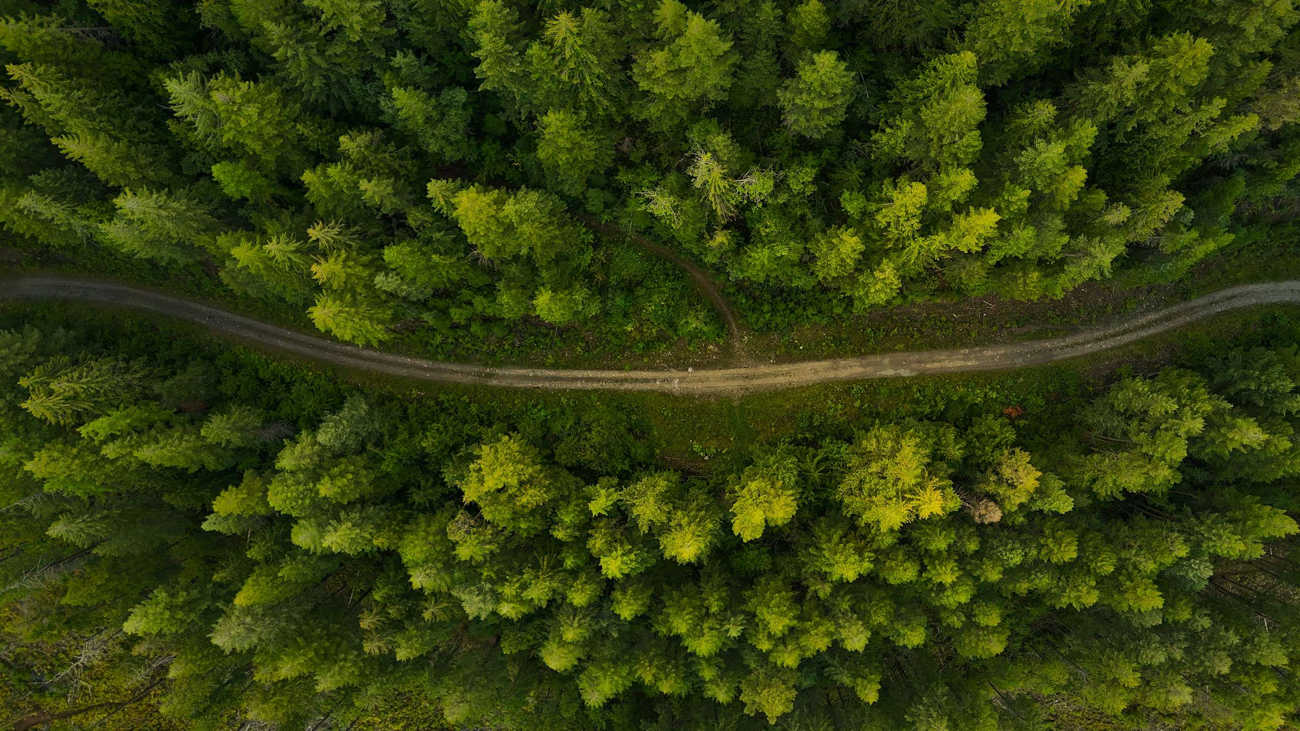 Aerial view of a dense forest crossed by a dirt track