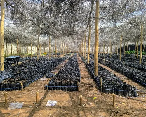 Nursery under shade netting, with rows of bagged seedlings