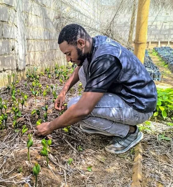 A nursery operator tending young seedlings under shade netting