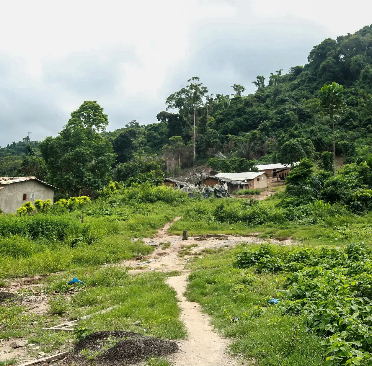 Village at the edge of the forest, with a path between the plots