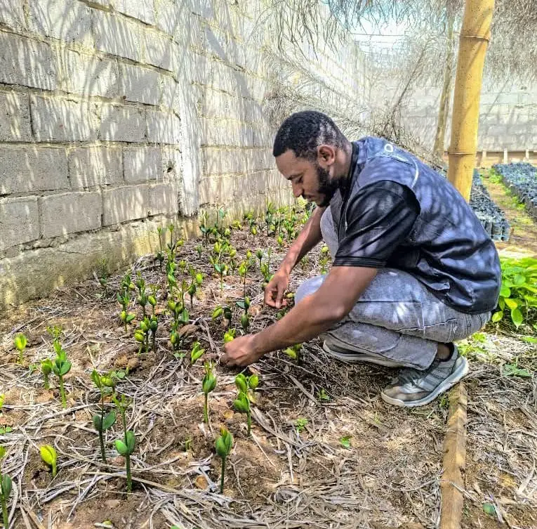 Technician bending over seedlings in a nursery